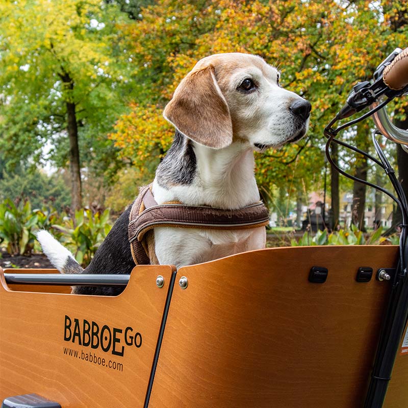 Hond in bakfiets 