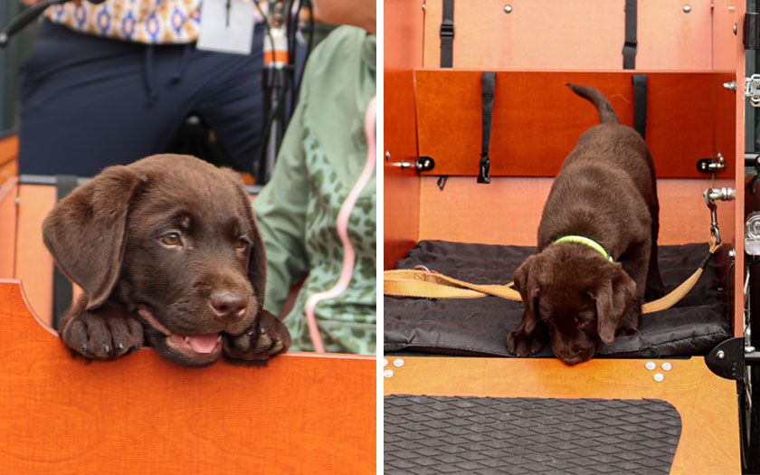 Securing your dog in a cargo bike